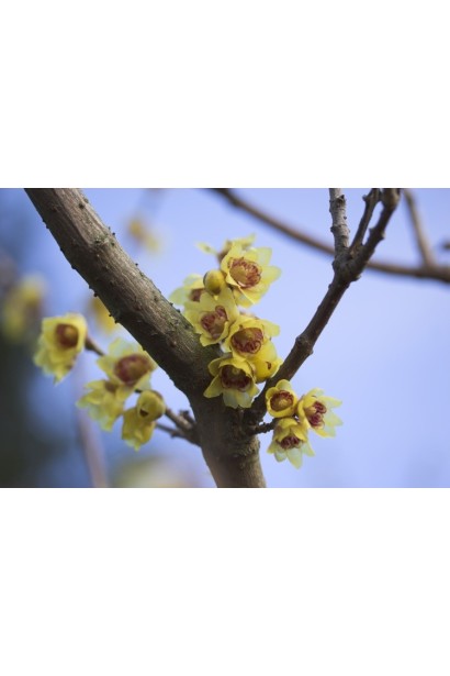 Використання Хімонанта раннього у декорі.